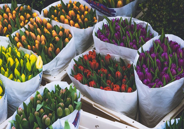A variety of colorful tulips arranged in white bags, showcasing their vibrant hues and fresh appearance in Amsterdam.