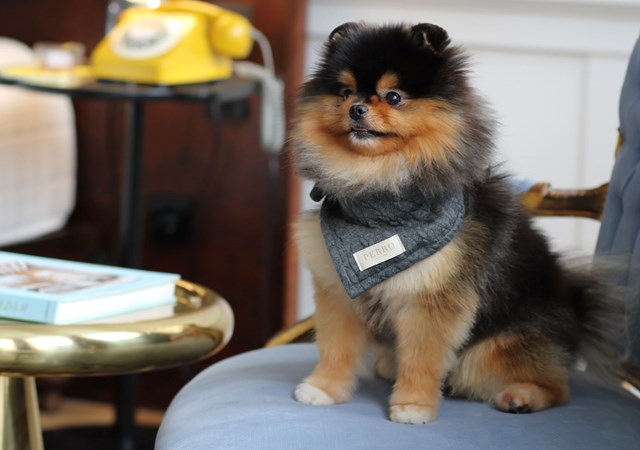 A small dog is perched on a chair, facing an elegant gold chair, adding a touch of whimsy to the setting.