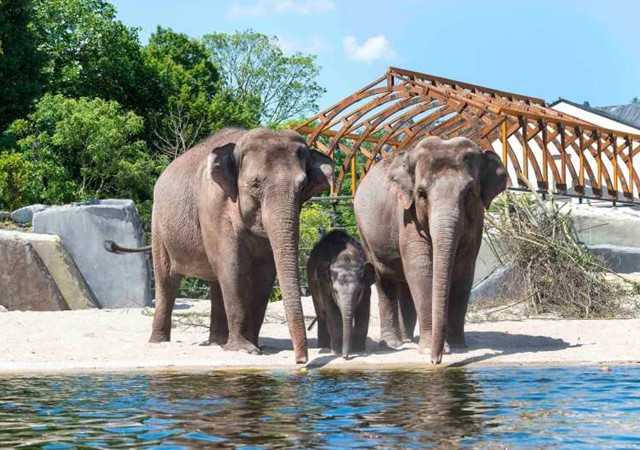 Three elephants stand in shallow water next to a building, creating a tranquil scene of wildlife and architecture.